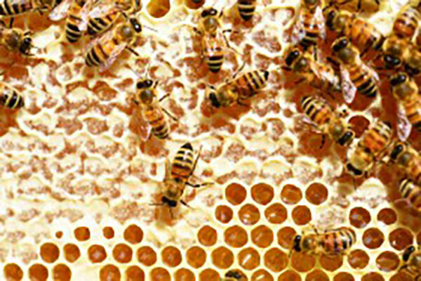 天然的蜂蜜都有啥特点