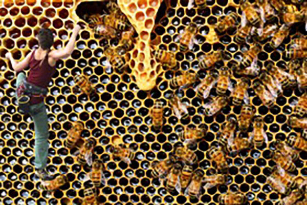 真正土蜂蜜多少钱一斤?