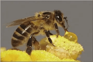 蜂蜜怎么护肤脸部