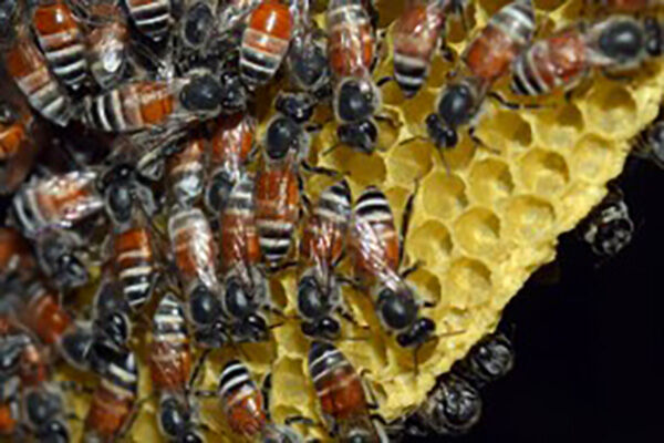 土蜂蜜主要病虫害的防治
