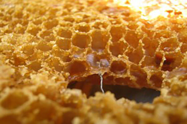 土蜂蜜有细菌吗