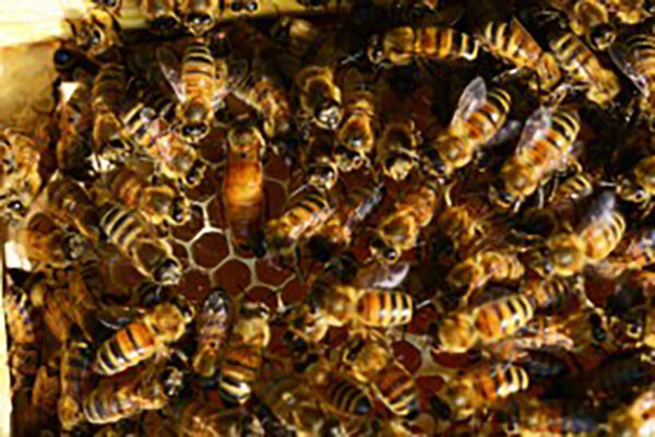  人工培育的蜂王质量受到那些因素的影响