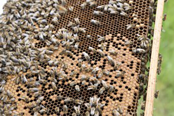 蜂蜜是蜜蜂拉出来的吗