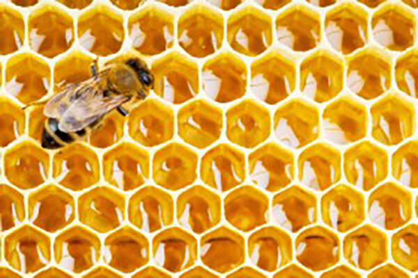 为什么蜜蜂安安静静不出巢