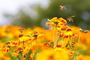 为什么蜂蜜没有保质期？